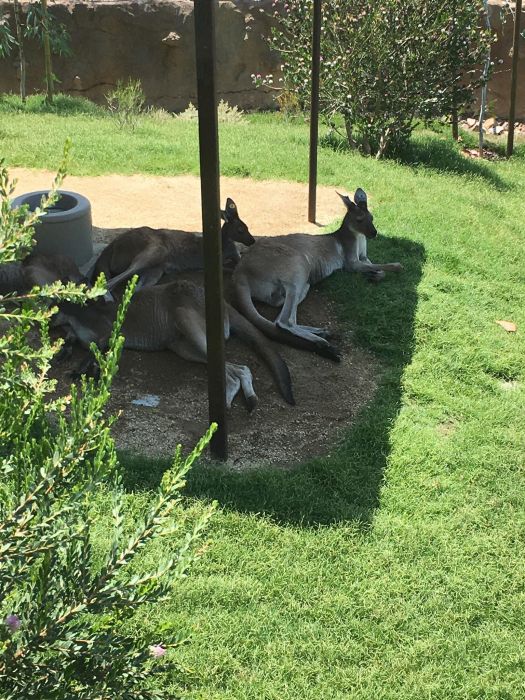 Kangaroos Safari Park